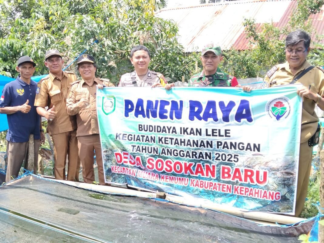 Desa Sosokan Baru Panen Raya Ikan Lele Anggaran 2025* Pemdes & Camat Panen Bersama Desa Tepat Sasaran* Desa Sosokan Baru Panen Raya Ikan Lele Anggaran 2025* Pemdes & Camat Panen Bersama Desa Tepat Sasaran*