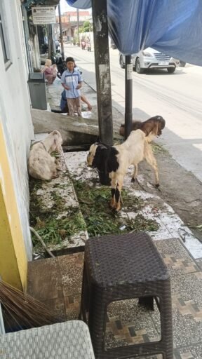 Persaudaraan Wartawan Jakarta Utara Ucapkan Terima Kasih Kepada Para Donatur Qurban Persaudaraan Wartawan Jakarta Utara Ucapkan Terima Kasih Kepada Para Donatur Qurban