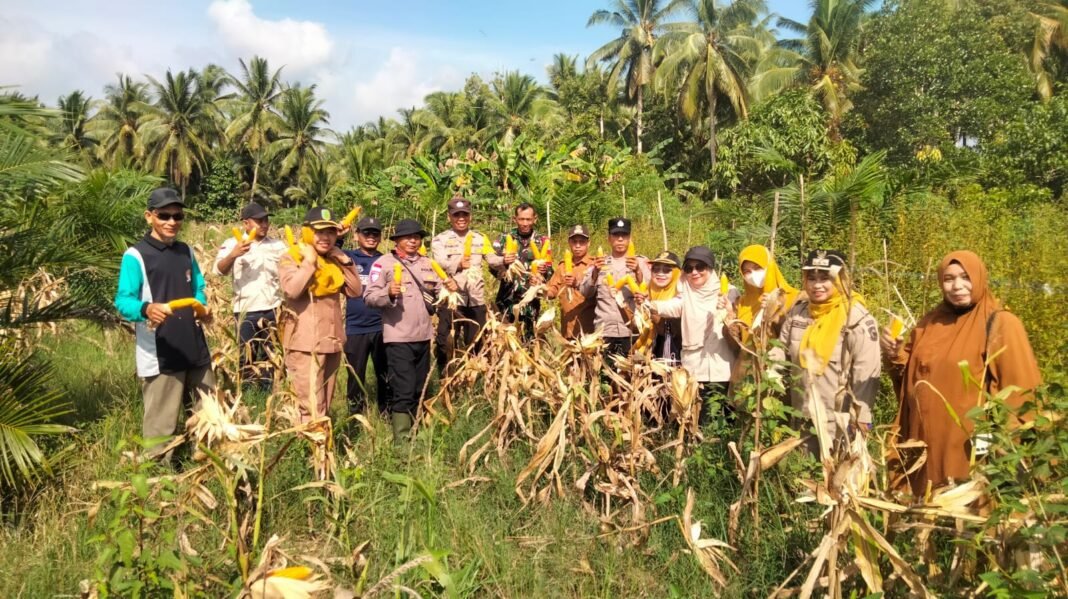 Dukung Ketahanan Pangan, Babinsa Koramil 05/Pemangkat Panen Jagung Bersama Forkopimcam Dukung Ketahanan Pangan, Babinsa Koramil 05/Pemangkat Panen Jagung Bersama Forkopimcam